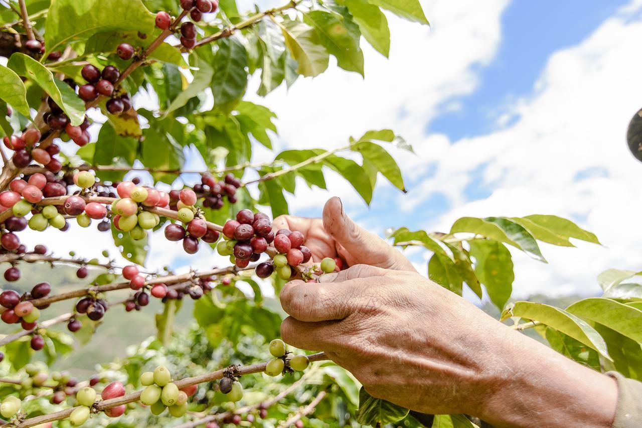 Finca Boutique El Diamante Salgar  Εξωτερικό φωτογραφία